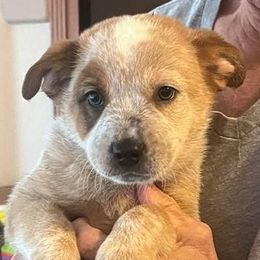 Wyatt - Red half mask boy - Red speckled male Australian Cattle Dog puppy in Pinon Hills, California from Adams Ranch ACDs