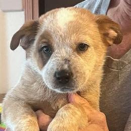 Wyatt - Red half mask boy - Red speckled male Australian Cattle Dog puppy in Pinon Hills, California from Adams Ranch ACDs