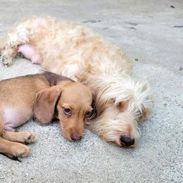 Dachshund Puppies from Lucky Dachshunds