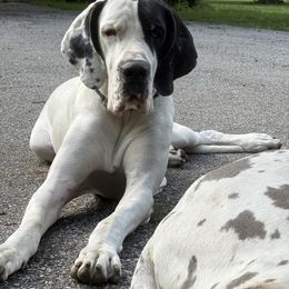 Baby - Black and white female Great Dane puppy in Huntsville, Indiana from Rough Diamond Danes
