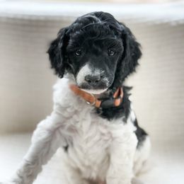 Han - Parti male Poodle puppy in Berthoud, Colorado from Yellow Dog Farm