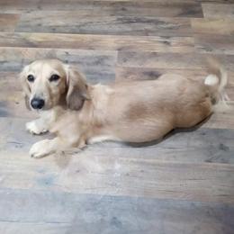 Nova - Dachshund
