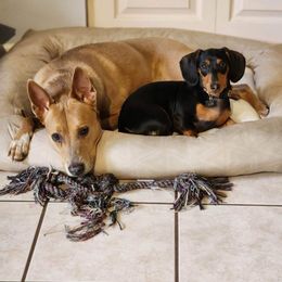 Dachshund All Grown Up from Baileys Dachshunds