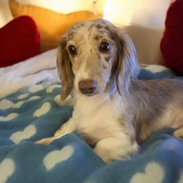 Nube - Dachshund