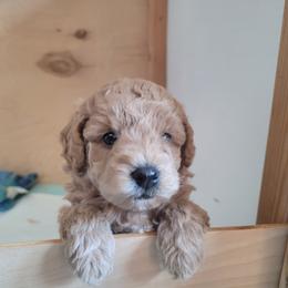 Boy 1 - Apricot male Assorted Doodle Crosses puppy in Worthington, Minnesota from Tiny Toy Doodles