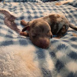 Dapple boy 1 - Dapple male Dachshund puppy in West Plains, Missouri from Spring Creek Dachshunds