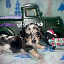 Xotica mitten - Dapple female Dachshund puppy in Cadillac, Michigan from Winzig Ranch