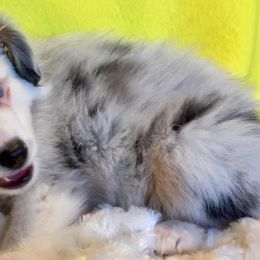 Miniature Australian Shepherds and Toy Australian Shepherds from Gamel’s Aussome Aussies