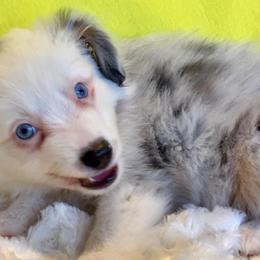 Miniature Australian Shepherds and Toy Australian Shepherds from Gamel’s Aussome Aussies