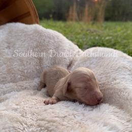 Teddy - Cream male Dachshund puppy in Colbert, Georgia from Southern Drawl Dachshunds