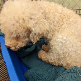 Chihuahua, Cockapoo, Cocker Spaniel, Poodle, Yorkipoo, and Yorkshire Terrier All Grown Up from Baker Kennels