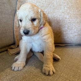 Hope - Apricot female Labradoodle puppy in Churchill County Fallon, Nevada from Card Family Ranch
