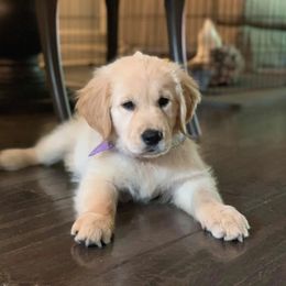 Bernese Mountain Dog and Golden Retriever Puppies from SmallTown Golden Retrievers & Bernese Mountain Dogs