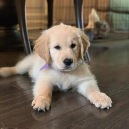 Bernese Mountain Dog and Golden Retriever Puppies from SmallTown Golden Retrievers & Bernese Mountain Dogs