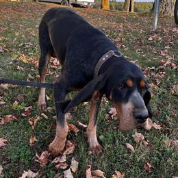 Raven - Bluetick Coonhound