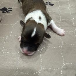 Purple - Red female Pembroke Welsh Corgi puppy in Eltopia, Washington from PNW Pup Co.