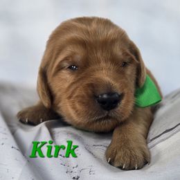 Green - Dark golden male Golden Retriever puppy in Taft, Tennessee from McGraw's Fetching Pups