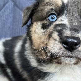 Franz - Blue merle Australian Shepherd puppy in Washington from The Joyful Australian Shepherd
