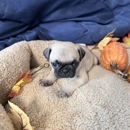 Morticia - Fawn female Pug puppy in Moorefield, West Virginia from Wratchford Farms