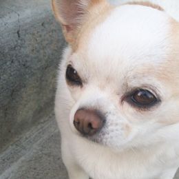 Chihuahuas from Brenda Iverson's Chihuahuas