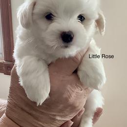 Precious - White female Coton de Tulear puppy in Paola, Kansas from Marnac