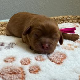Nyota - Ruby female Cavalier King Charles Spaniel puppy in Fontana, California from Magical Cavaliers