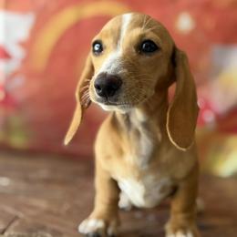 Maggie - Cream female Dachshund puppy in Pflugerville, Texas from Dream A Dream Dachshunds