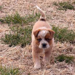 Yellow Collar - Red speckled female Australian Cattle Dog puppy in Nevada, Missouri from Back Road Dog Company, LLC