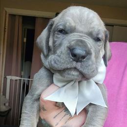Grey collar - Blue female Great Dane puppy in Warren, Ohio from Loyal-Loves Great Danes