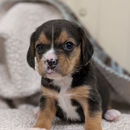 Girl 3 - Black tan and white female Beagle puppy in Baltimore, Maryland from Country Acres Farm