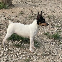Julep - Toy Fox Terrier