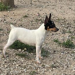 Julep - Toy Fox Terrier