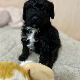 Poodle Puppies from Grandy’s Pretty Poodles