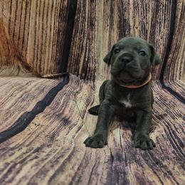 Pink collar - Gray female Cane Corso puppy in Fritch, Texas from Carrie Brown's Cane Corsos