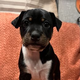 Fritter - Black white and tan female Rat Terrier puppy in Manton, California from Tehama Terriers