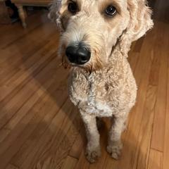 Petunia - Goldendoodle