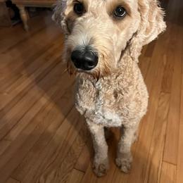 Petunia - Goldendoodle
