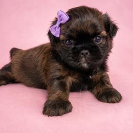 Star - Sable female Shih Tzu puppy in Hawthorne, Florida from Simply Southern Shihtzus