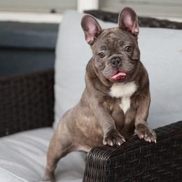 Blue Brindle Female French Bulldog - AKC - Blue female French Bulldog puppy in Gulf Breeze, Florida from SW Frenchies