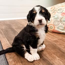 Birdie - Tri-color female Bernedoodle puppy in Marne, Michigan from MI Doodles