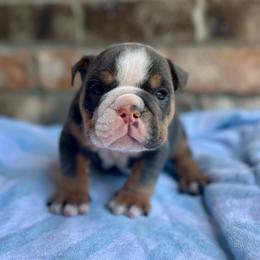 Bobby - Blue tri-color male Bulldog puppy in Hernando, Mississippi from Blues City Bulldogs
