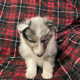 Shetland Sheepdog Puppies from MacGregor Shelties