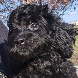 Ezra - Black male Cavapoo puppy in Lebanon, Kentucky from Mosaic Merle Doodles
