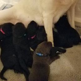 Labrador Retriever Puppies from Copper Creek Outfitters and Kennel