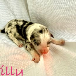 Tilly - Blue merle female Border Collie puppy in Cedartown, Georgia from Ferguson Border Collies