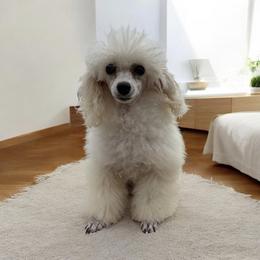 Enid - Poodle
