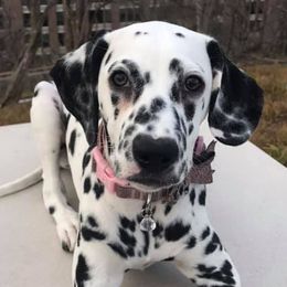 Dalmatians from Chip
