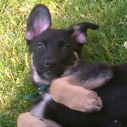 German Shepherds from Katherine's German Shepherd Dogs