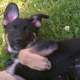 German Shepherds from Katherine's German Shepherd Dogs