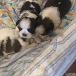 Shih Tzu Puppies from Judy's Shih Tzus